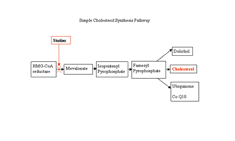 Cholesterol Synthesis Pathway